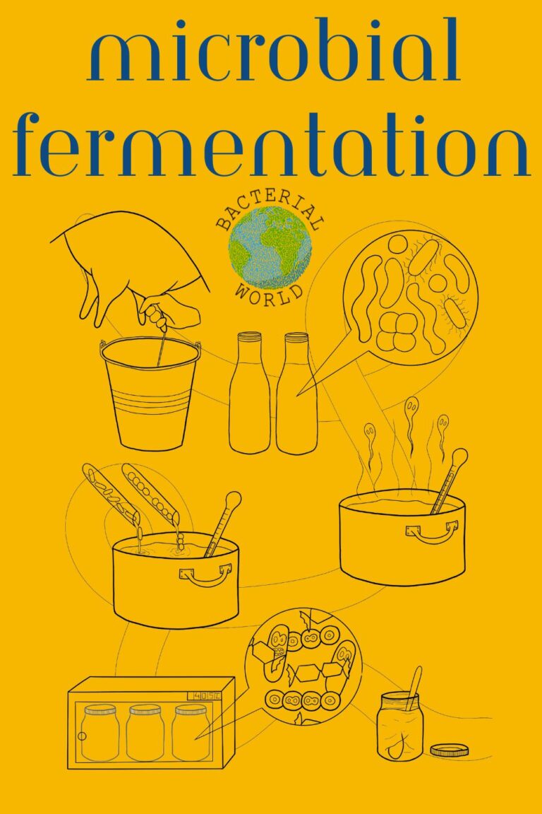Makanan Fermentasi: Probiotik, Mikrobioma Usus, & Sains di Balik “Superfood” Tradisional Makanan Fermentaso